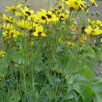 Coreopsis tripteris 'JS Mostenveld' - Meisjesogen