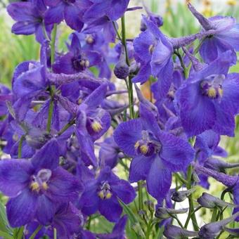 Delphinium  belladonna  'Atlantis'