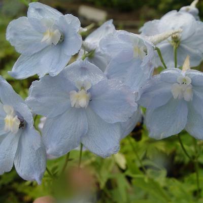 Ridderspoor - Delphinium belladonna 'Ballkleid'