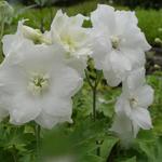 Delphinium 'Delphi Diamant' - Ridderspoor