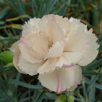 Dianthus plumarius 'Devon Cream'