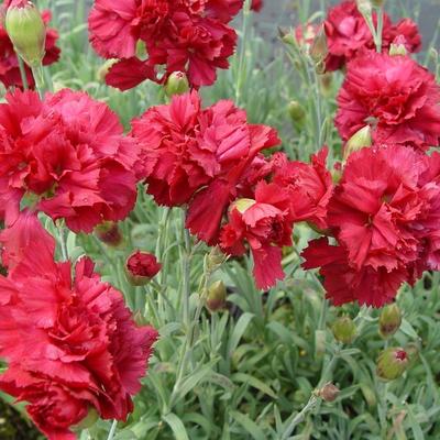 Grasanjer - Dianthus plumarius 'Heidi'