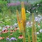 Eremurus x  isabellinus 'Cleopatra' - Naald van Cleopatra