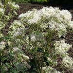 Eupatorium fistulosum 'Bartered Bride' - Leverkruid/Koninginnekruid