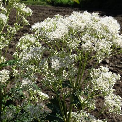 Leverkruid/Koninginnekruid - Eupatorium fistulosum 'Bartered Bride'