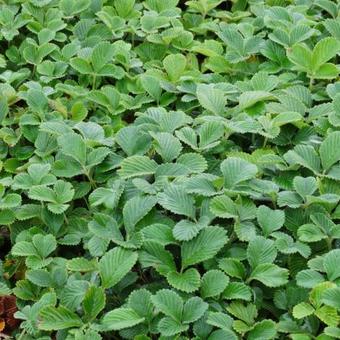 Fragaria nubicola 'Mount Omei'