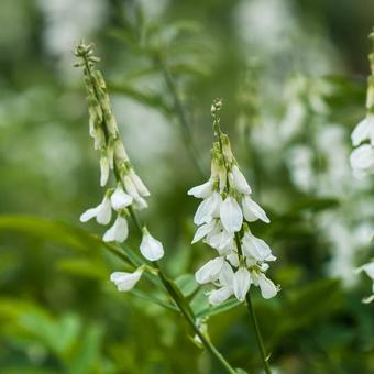 Galega x hartlandii 'Alba'