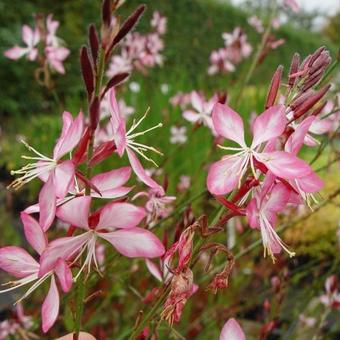 Gaura lindheimeri 'Rosy Jane'