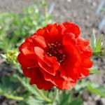 Geum chiloense 'Blazing Sunset' - Nagelkruid