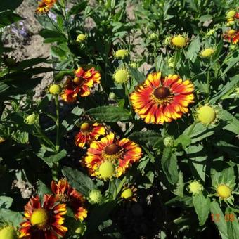 Helenium 'Can Can'