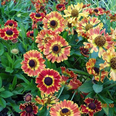 Zonnekruid - Helenium autumnale MARIACHI ‘Fuego’