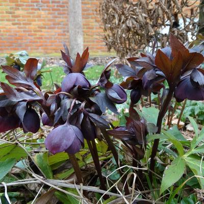 Nieskruid - Helleborus orientalis 'Black'