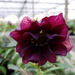 Helleborus orientalis 'DOUBLE ELLEN Purple' - Nieskruid