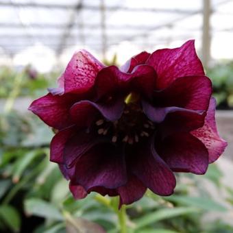 Helleborus orientalis 'DOUBLE ELLEN Purple'