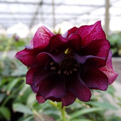 Nieskruid - Helleborus orientalis 'DOUBLE ELLEN Purple'