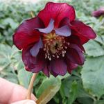 Helleborus orientalis 'DOUBLE ELLEN Red' - Nieskruid