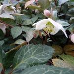 Helleborus x nigercors 'Magic Leaves' - Nieskruid