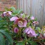 Helleborus orientalis 'Pink' - Nieskruid