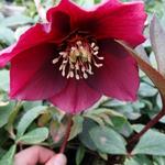 Helleborus orientalis 'PRETTY ELLEN Red' - Nieskruid