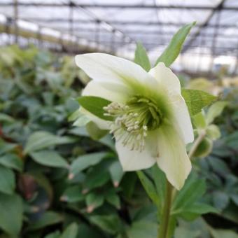 Helleborus orientalis 'PRETTY ELLEN White'