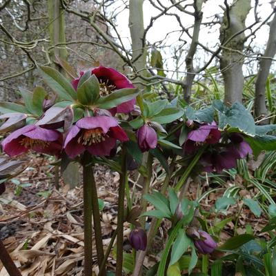 Nieskruid - Helleborus orientalis 'Red LADY'