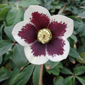 Helleborus orientalis 'Spotted hybrids'