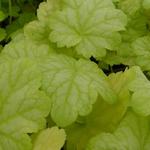 Heuchera CITY 'Havana' - Purperklokje