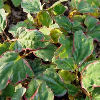 Houttuynia cordata 'Fantasy'