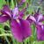 Iris ensata 'Amethyst'