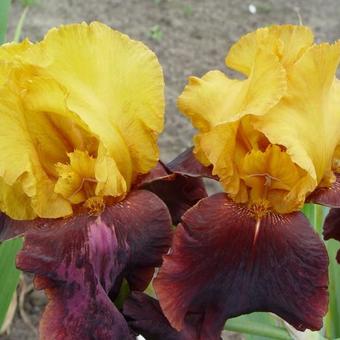 Iris germanica 'Supreme Sultan'