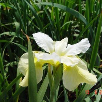 Iris sibirica 'White Swirl'