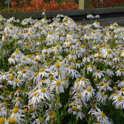 Mongolische aster - Kalimeris mongolica 'Mon Jardin'