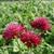 Knautia macedonica 'Mars Midget'