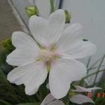 Lavatera 'White Angel' - Struikmalva - Lavatera 'White Angel'