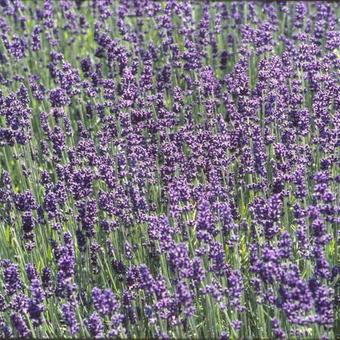 Lavandula angustifolia 'Hidcote'