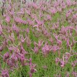 Lavandula pedunculata subsp. pedunculata - Kuiflavendel / vlinderlavendel / Franse lavendel