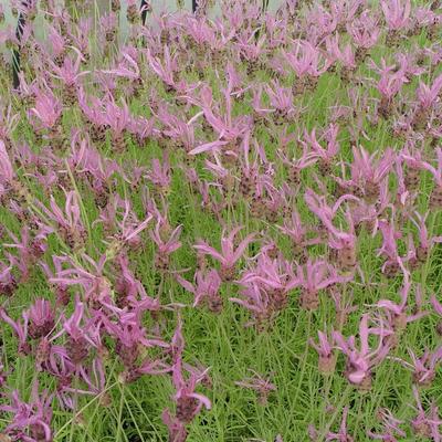 Kuiflavendel / vlinderlavendel / Franse lavendel - Lavandula pedunculata subsp. pedunculata