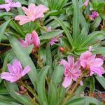 Lewisia 'LITTLE Plum' - Bitterkruid - Lewisia 'LITTLE Plum'