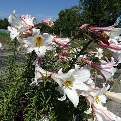 Lilium regale - Koningslelie