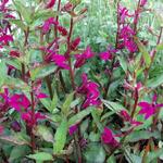 Lobelia x speciosa 'Tania' - Lobelia