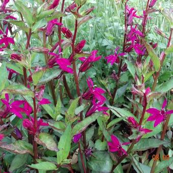 Lobelia x speciosa 'Tania'