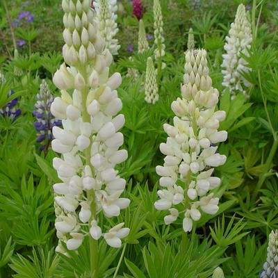 Lupine - Lupinus russell 'Noble Maiden'