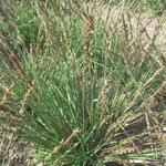 Molinia caerulea subsp. caerulea 'Igel' - Pijpenstrootje