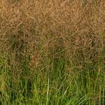 Molinia caerulea subsp. arundinacea 'JS Witches Broom' - Pijpenstrootje