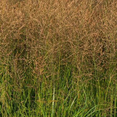 Pijpenstrootje - Molinia caerulea subsp. arundinacea 'JS Witches Broom'