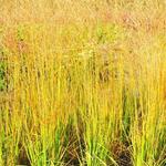 Molinia caerulea subsp. arundinacea 'JS Yellow Pipe' - Pijpenstrootje