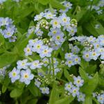 Myosotis palustris 'Perle Von Ronnenberg' - Moeras vergeet-mij-niet