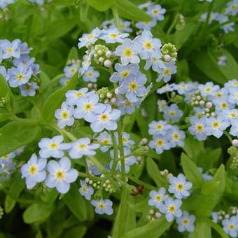 Myosotis palustris 'Perle Von Ronnenberg'