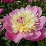 Pioen - Paeonia lactiflora 'Bowl of Beauty'