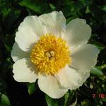 Paeonia 'Claire de Lune' - Pioen